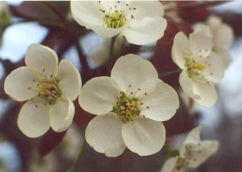 flower